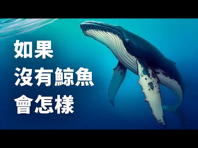 如果地球上沒有鯨魚,會怎樣